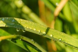 lawn after rain