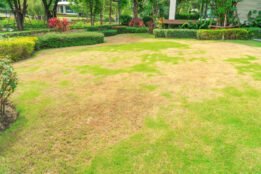 diseased lawn is patchy