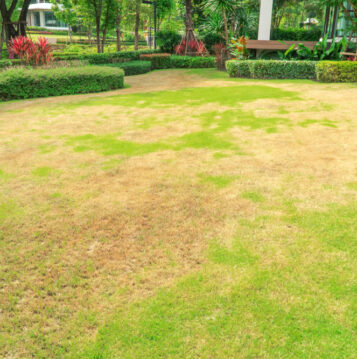 diseased lawn is patchy